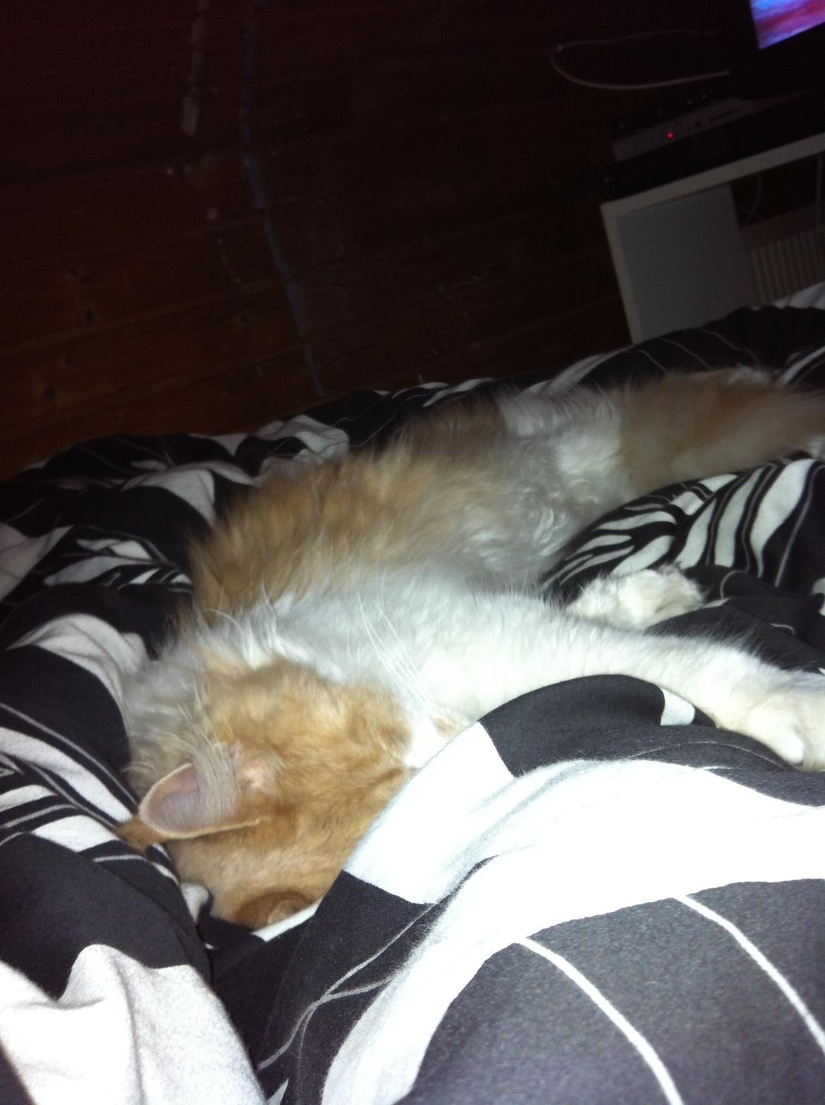 Maine Coon Laban - zzzzZZZZzzzz.. billede 7