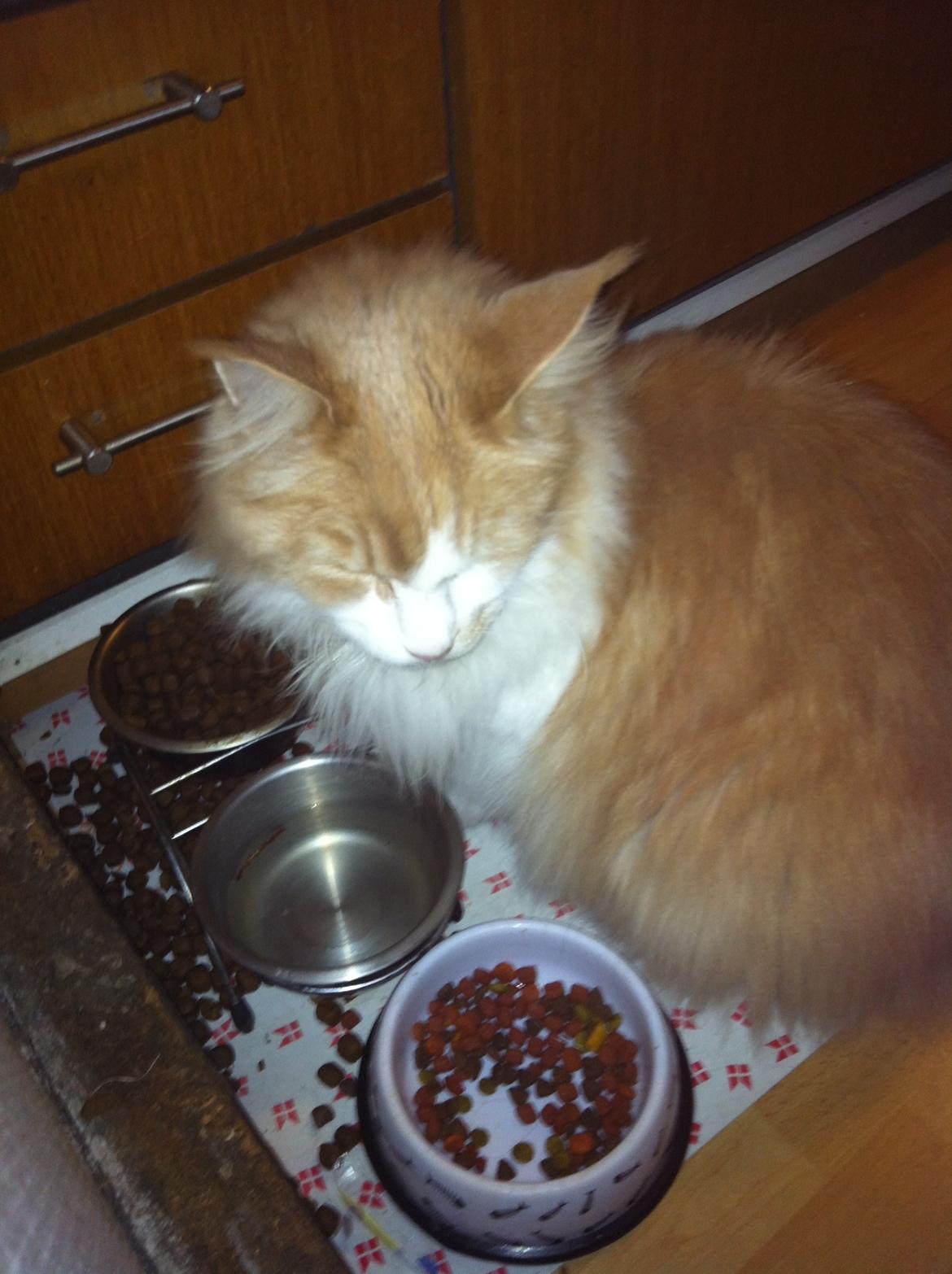 Maine Coon Laban - My sweetheart! billede 8