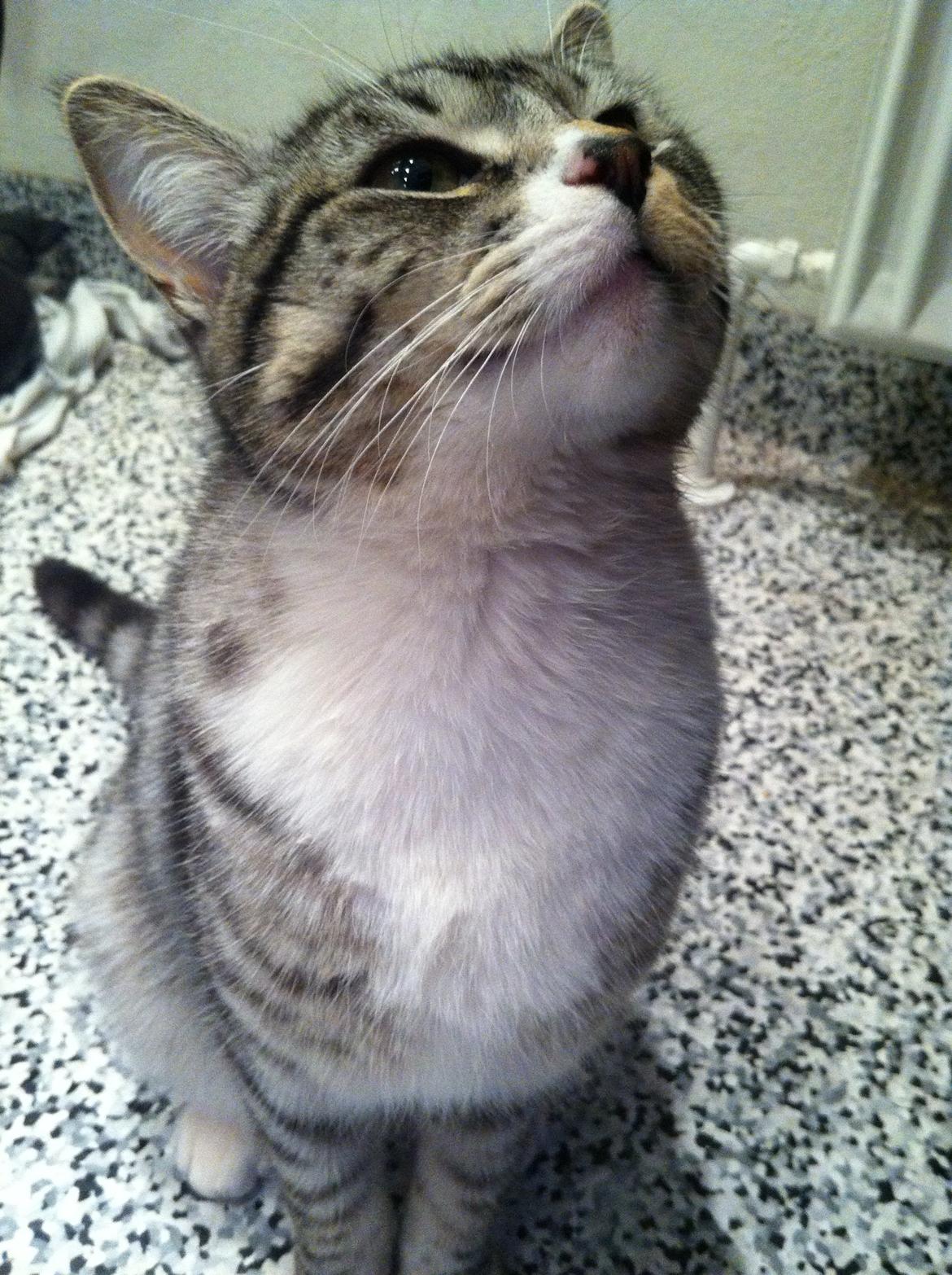 Huskat Chianti billede 1