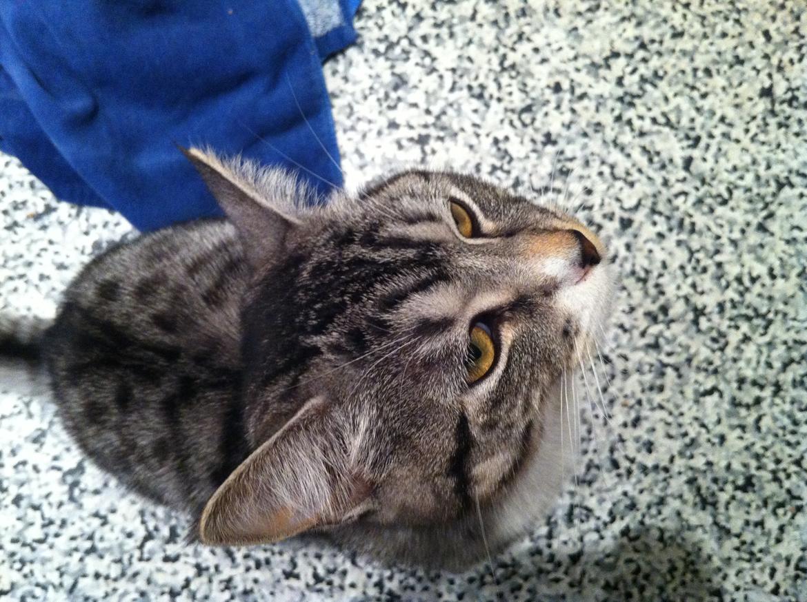 Huskat Chianti billede 2