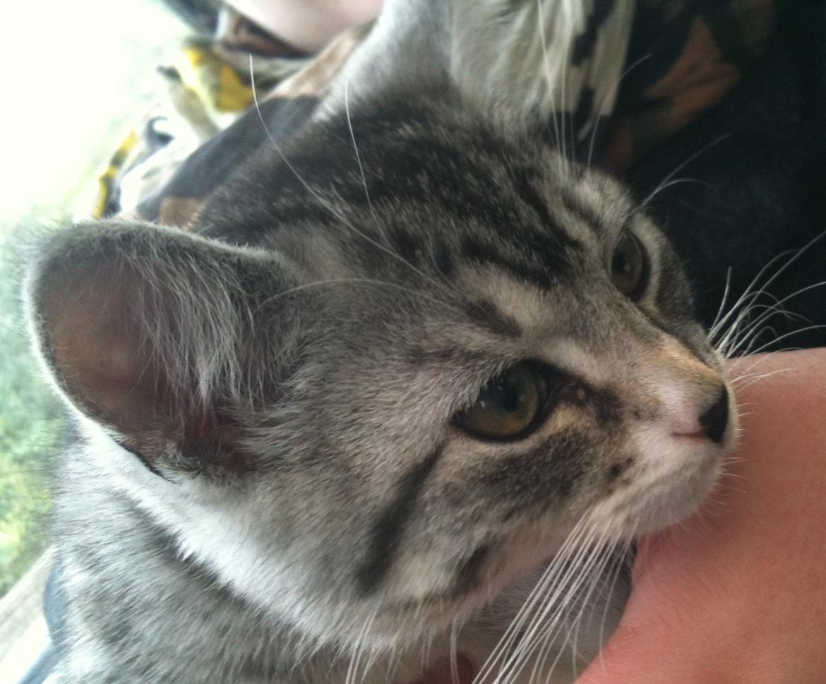 Huskat Chianti billede 4