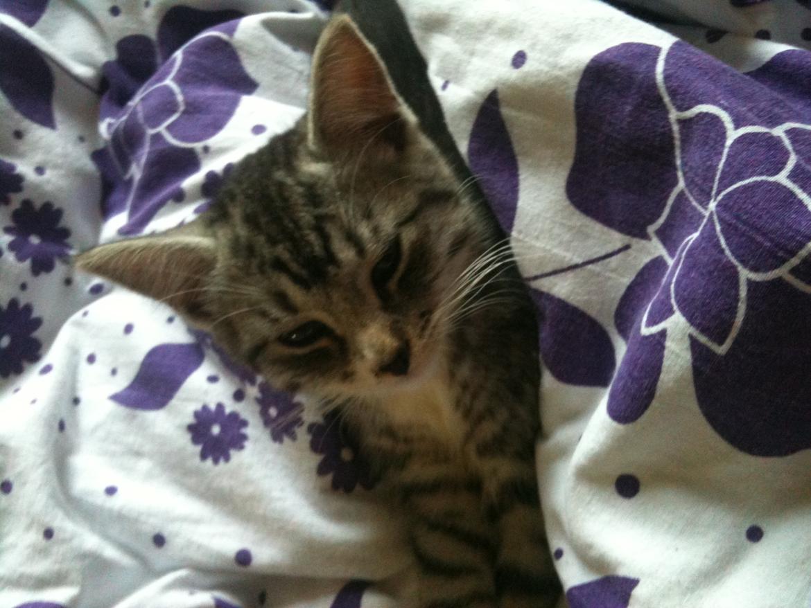 Huskat Chianti - Da vi lige havde fundet hende billede 5