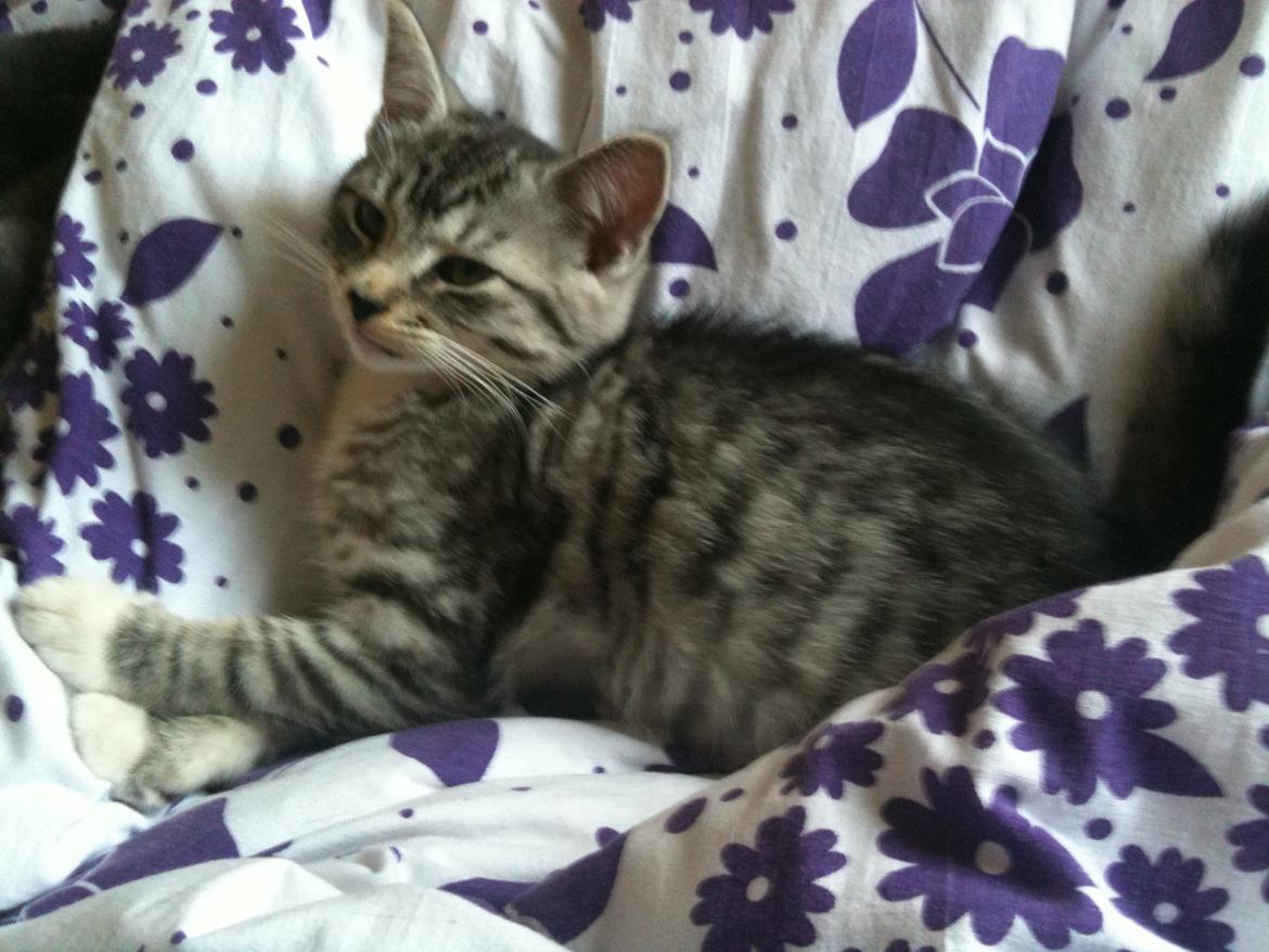 Huskat Chianti billede 6