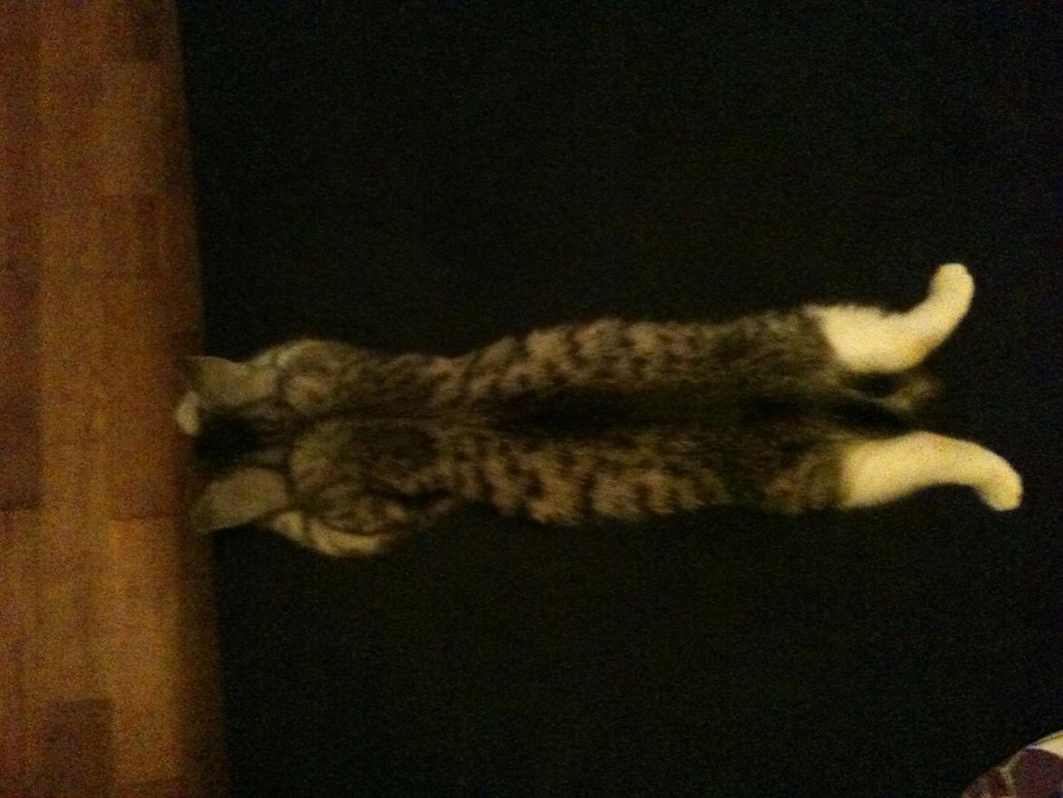 Huskat Chianti - Frøen :) billede 7