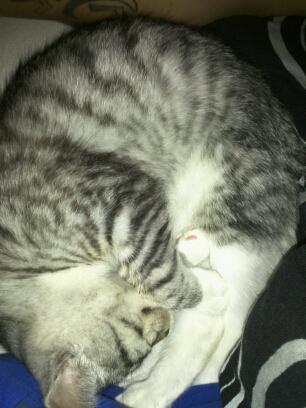 Huskat Chianti billede 11