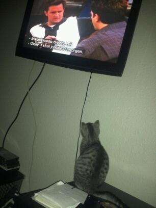 Huskat Chianti - Jeg elsker Friends! billede 13