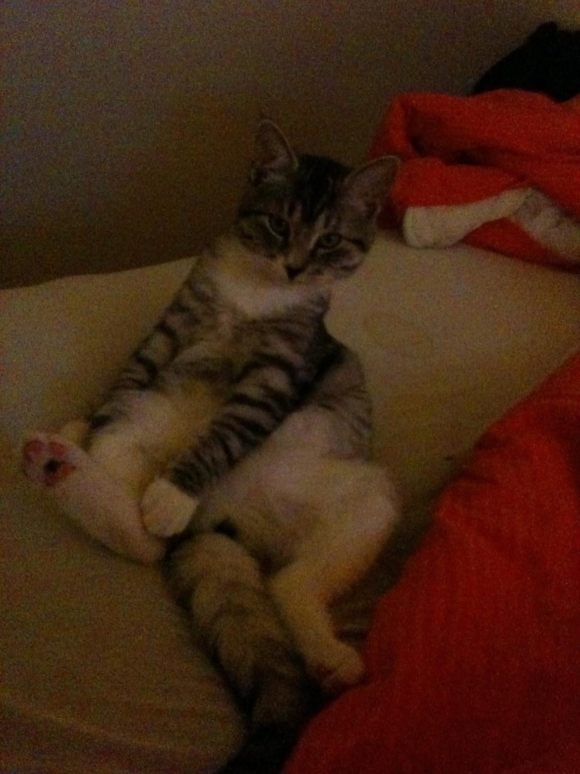 Huskat Chianti - Feder den lige... billede 14