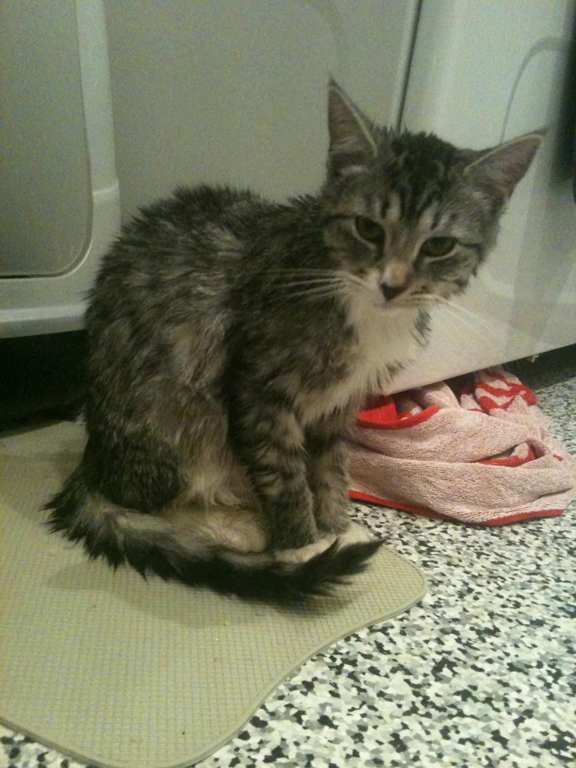 Huskat Chianti - Nyvasket billede 15