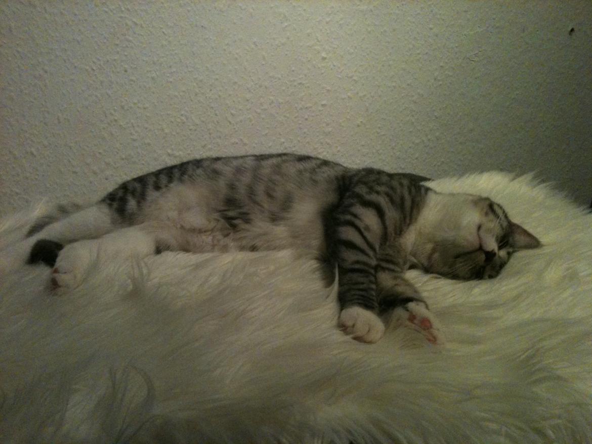 Huskat Chianti billede 16