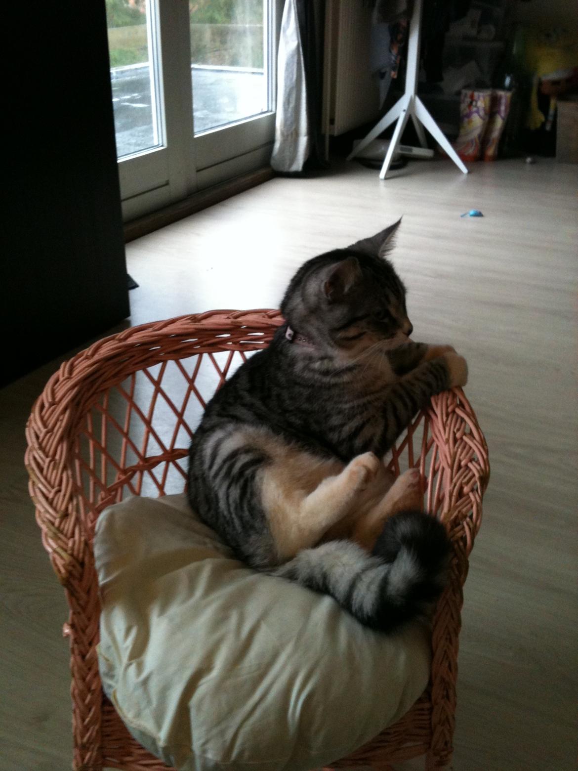 Huskat Chianti billede 17