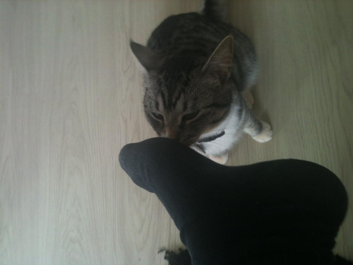 Huskat Chianti -  I LOVE SMELLY FEET! billede 18