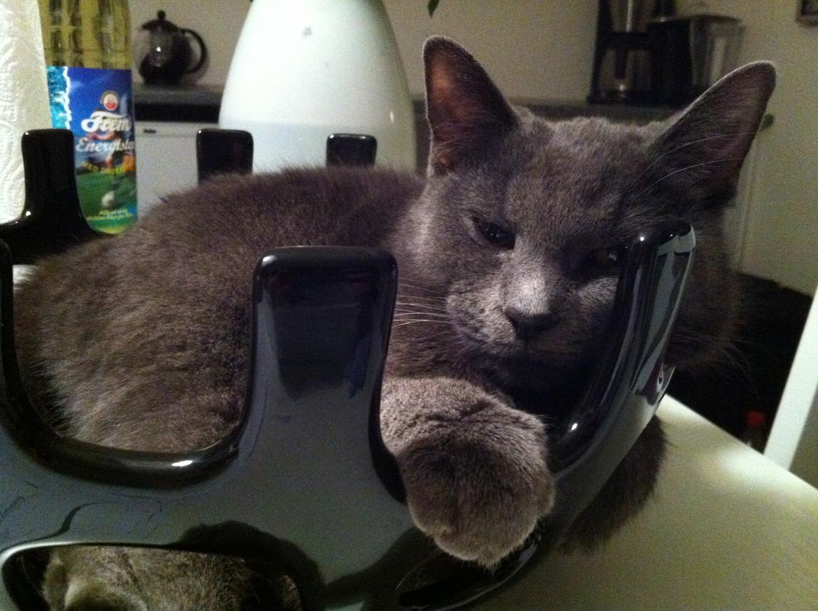 Huskat Kahlua billede 1