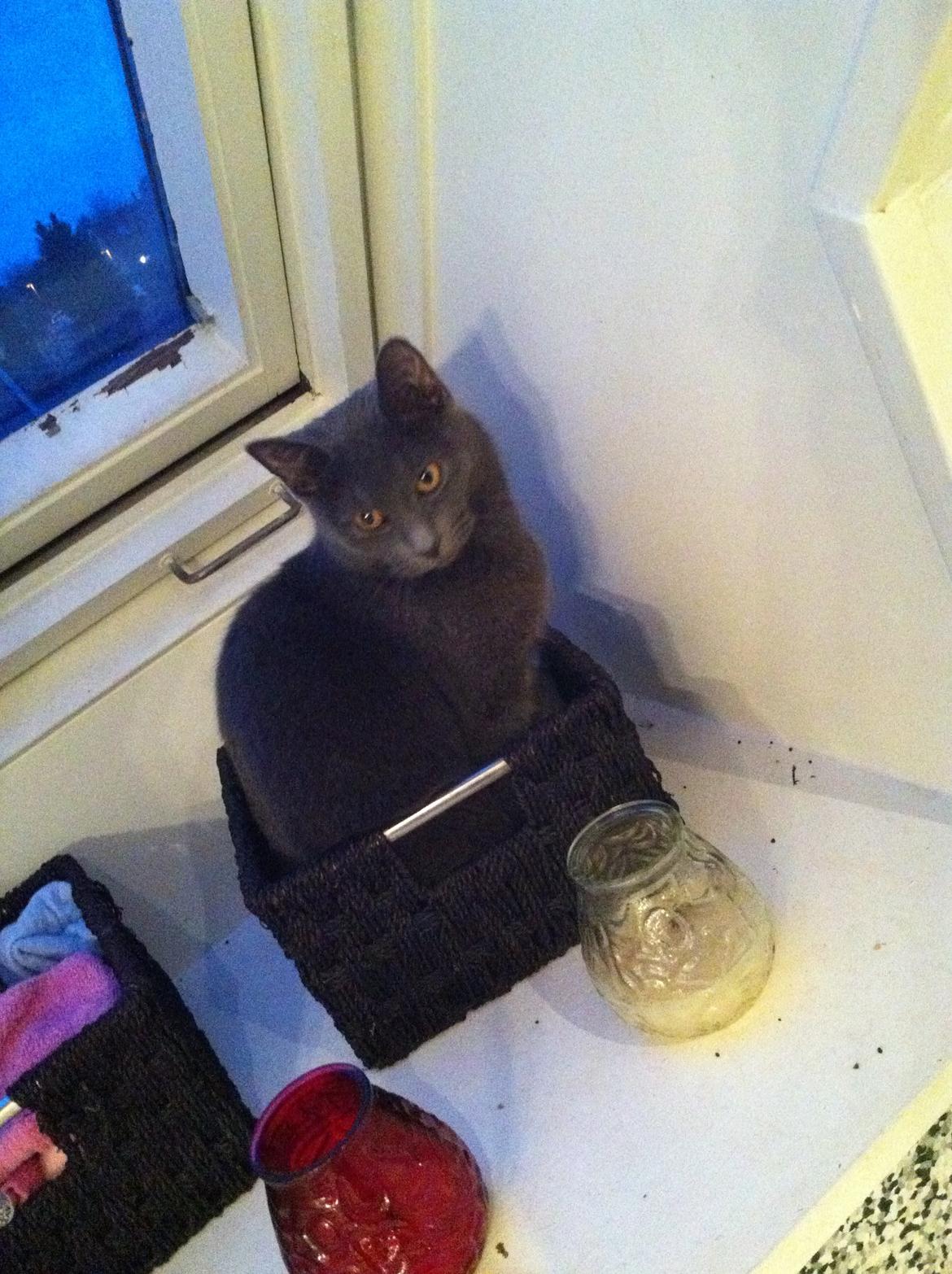 Huskat Kahlua billede 2