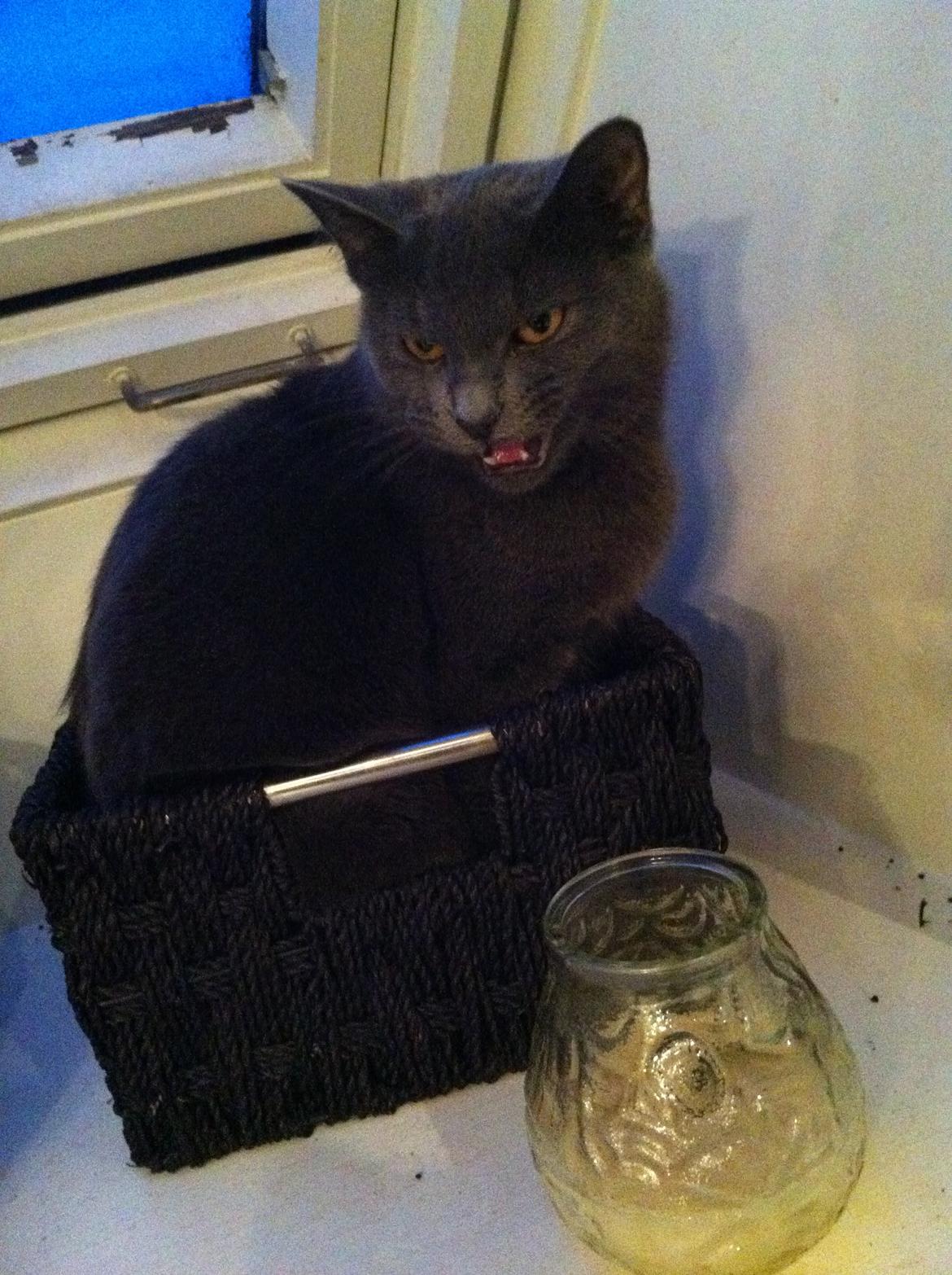 Huskat Kahlua - I færd med at 'mijave' :) billede 3