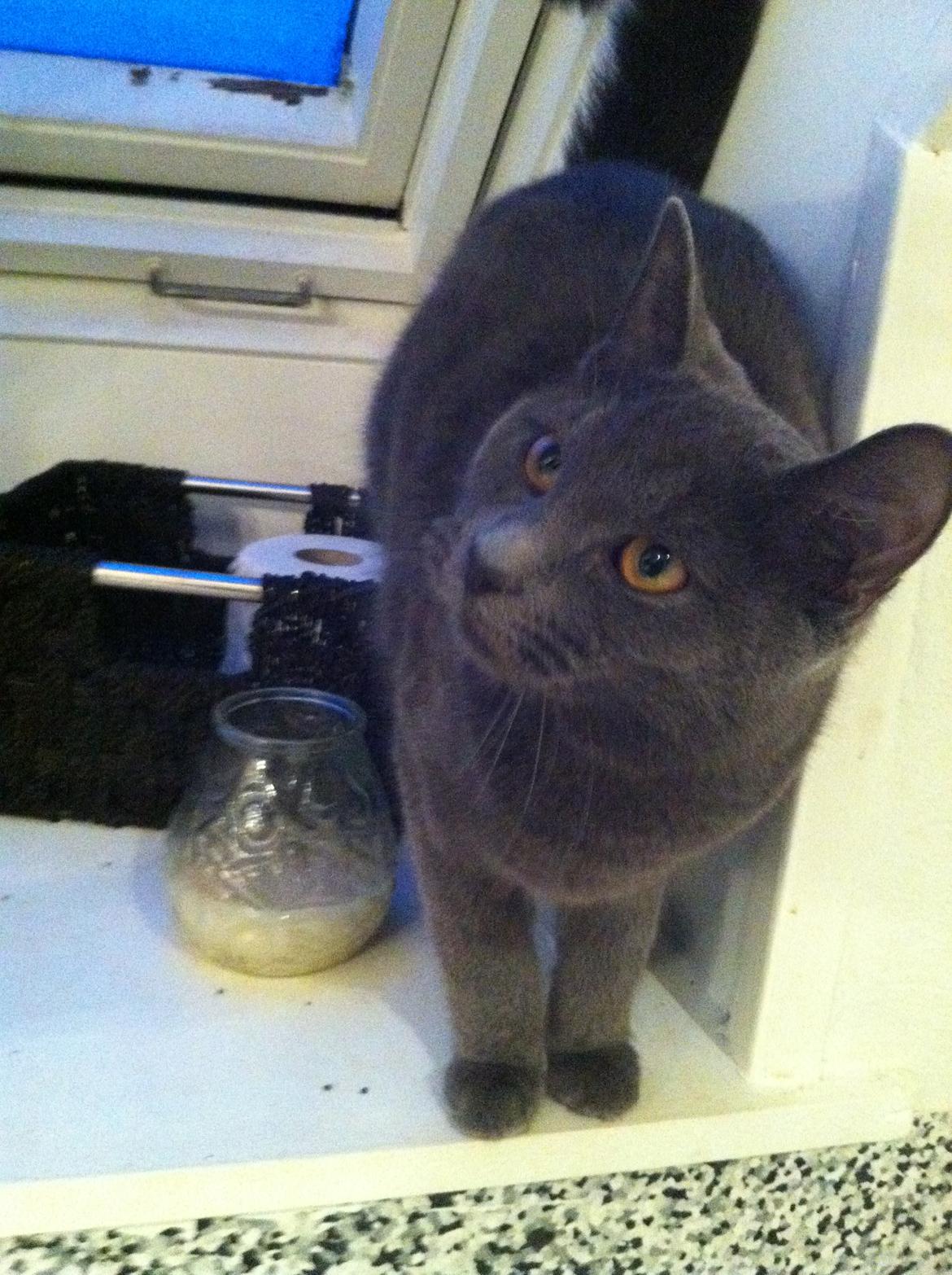 Huskat Kahlua billede 4