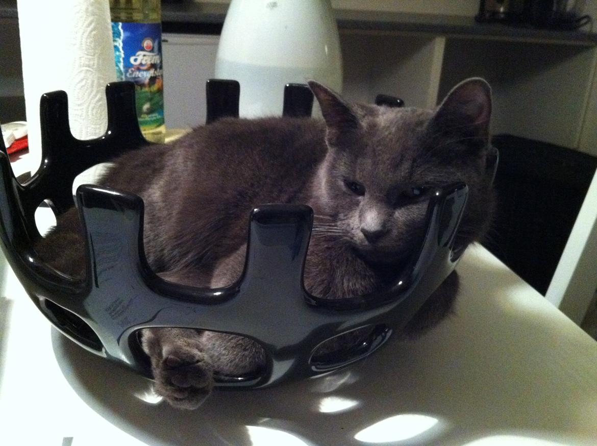 Huskat Kahlua - Den alternative seng billede 5