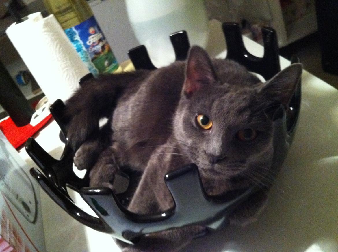 Huskat Kahlua billede 6