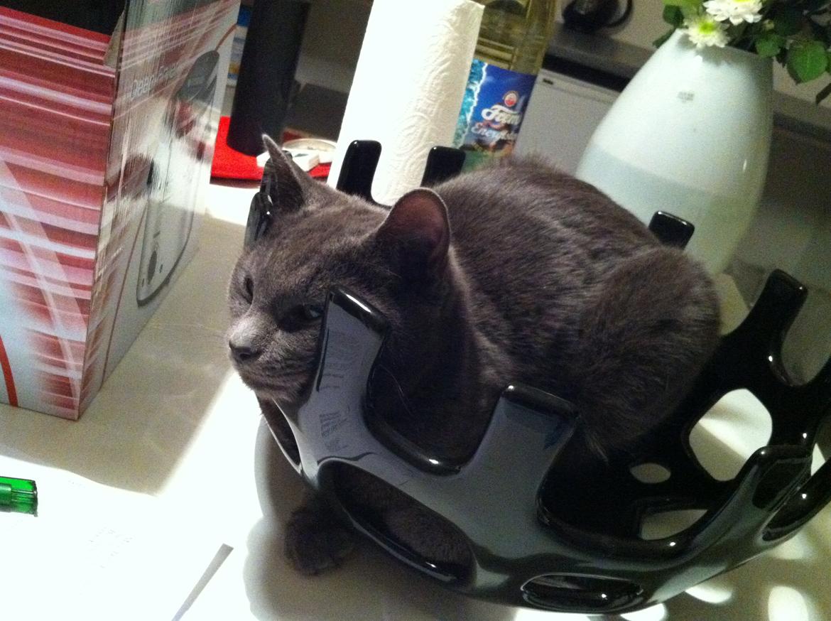 Huskat Kahlua billede 7