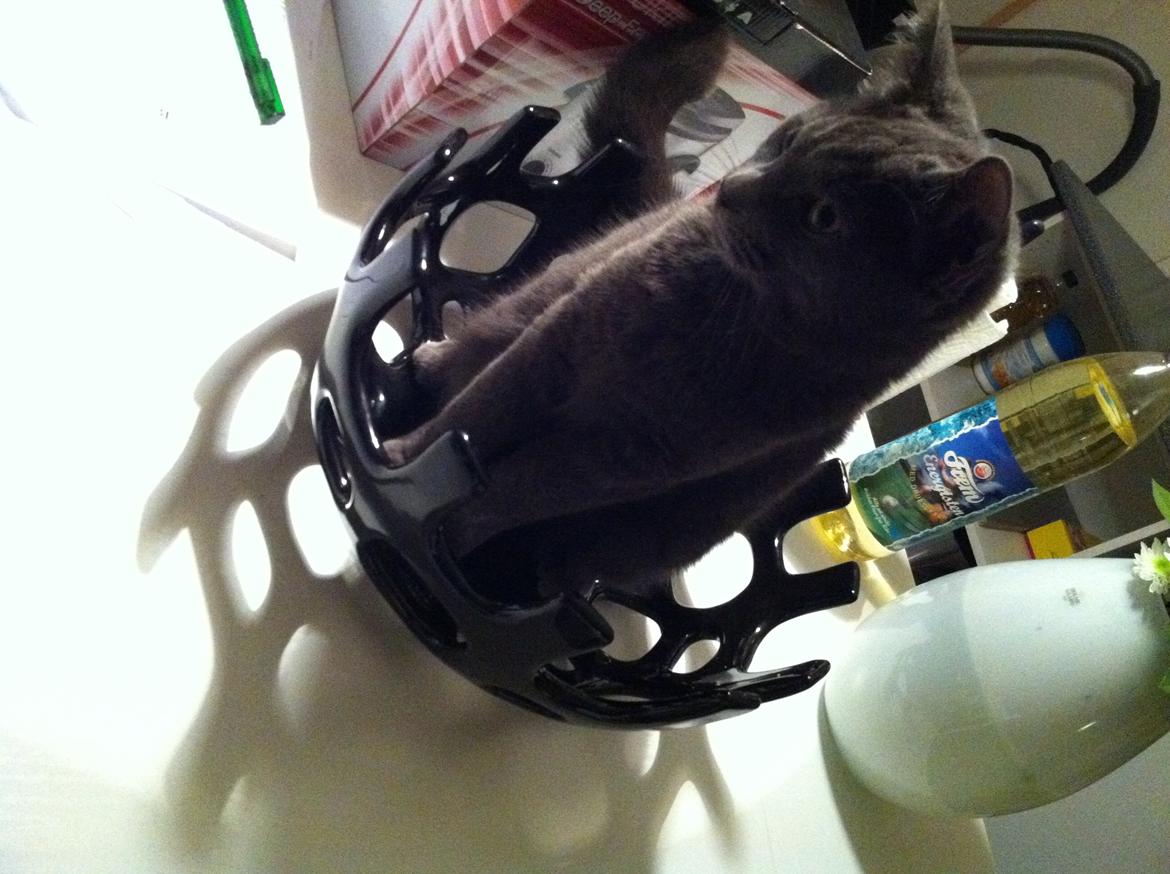 Huskat Kahlua billede 8