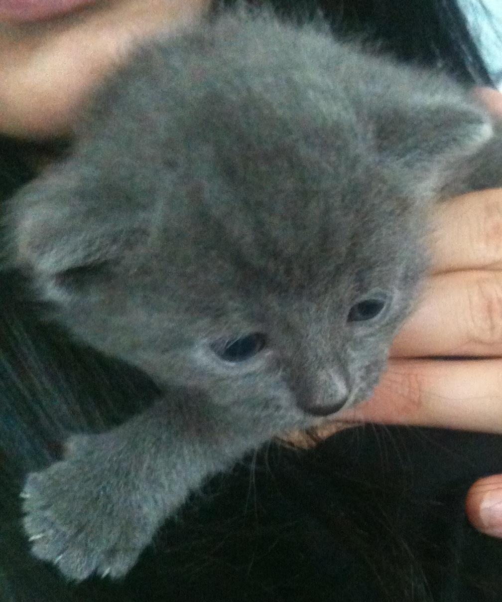 Huskat Kahlua - 1 uge gammel billede 9