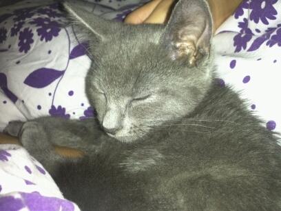 Huskat Kahlua billede 10