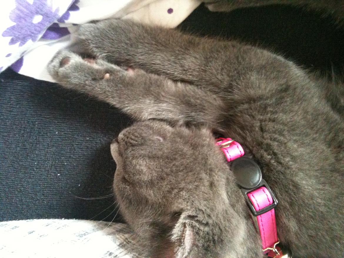 Huskat Kahlua billede 11