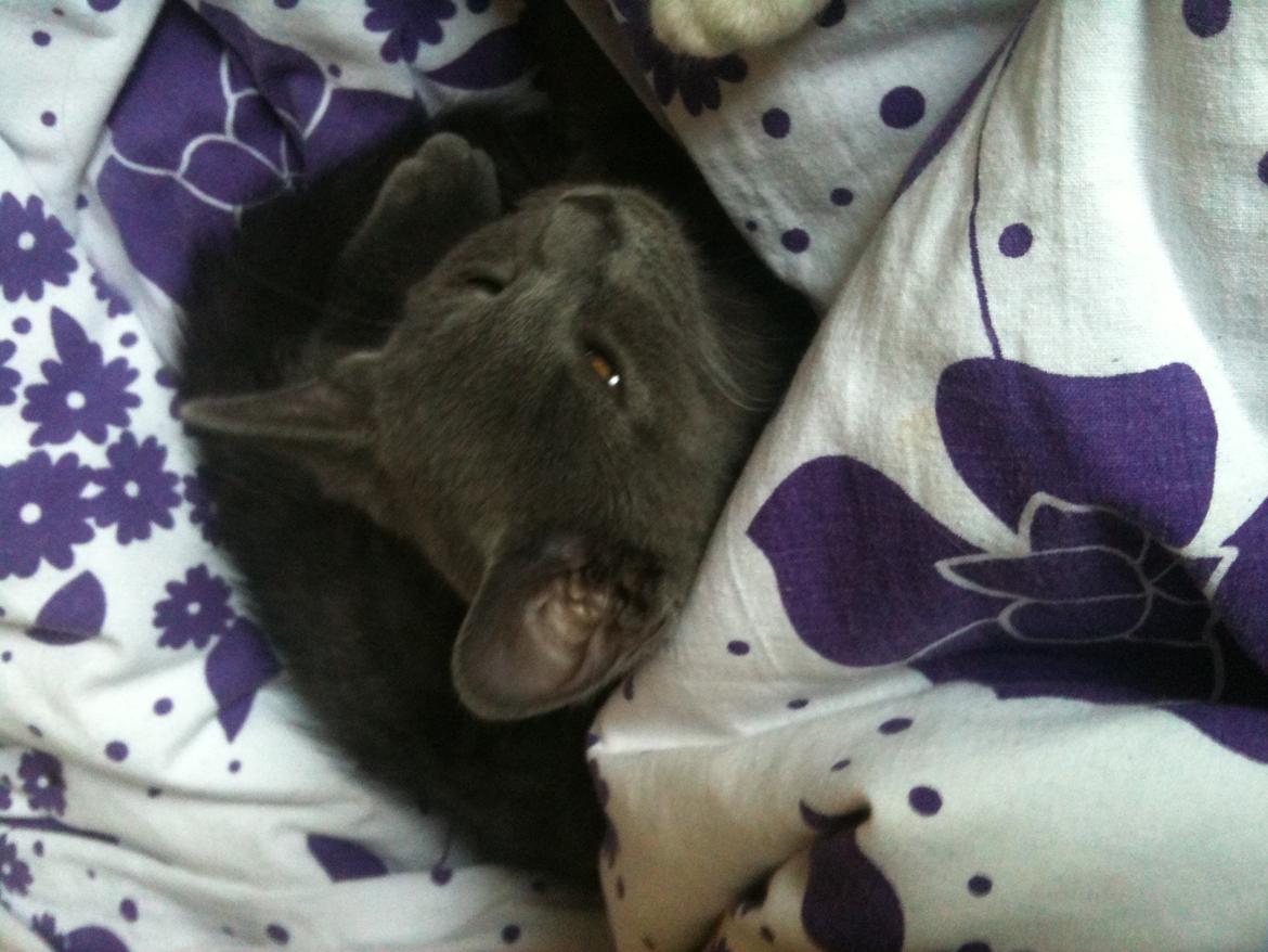 Huskat Kahlua billede 12