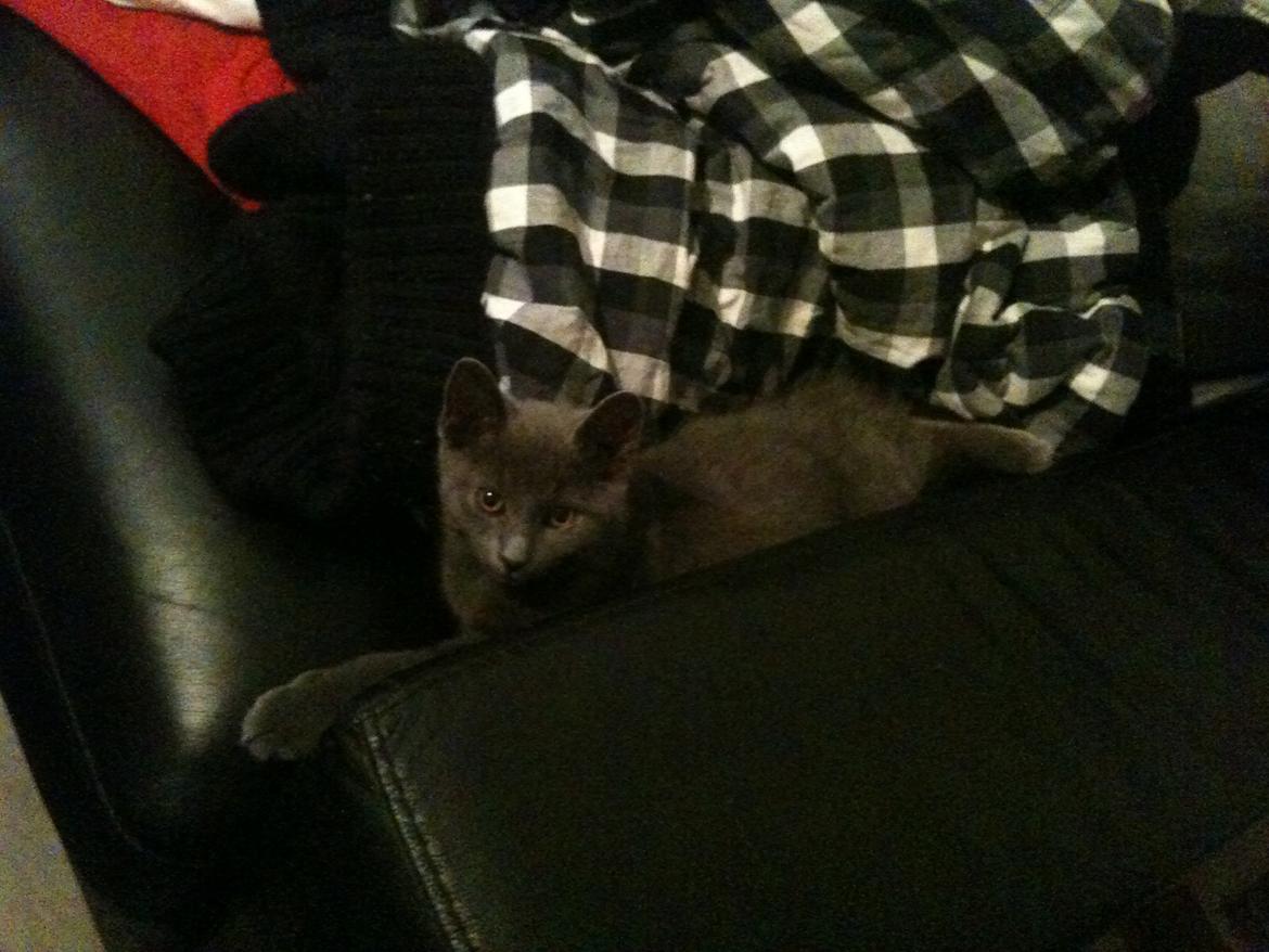 Huskat Kahlua billede 13