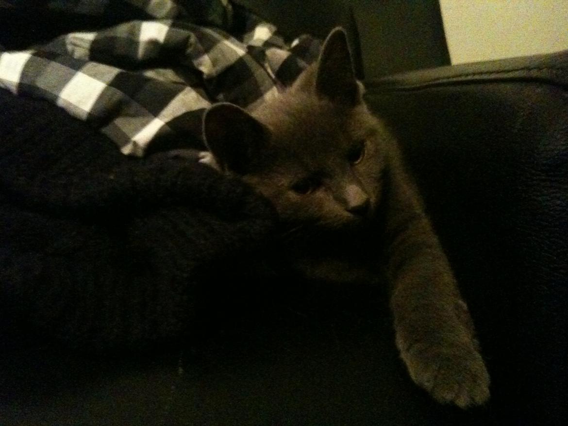 Huskat Kahlua billede 14