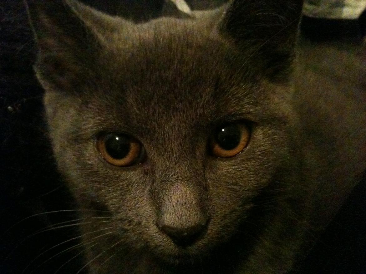 Huskat Kahlua billede 15