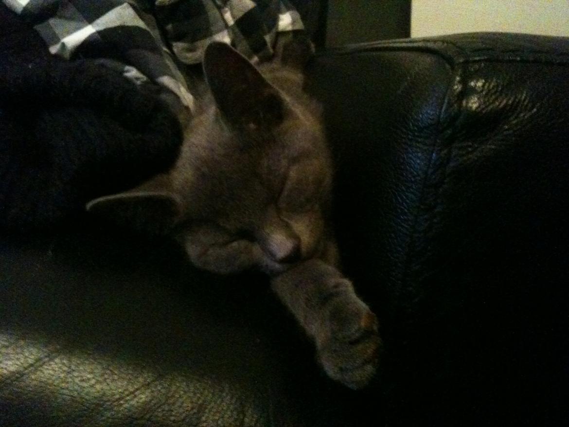 Huskat Kahlua billede 16