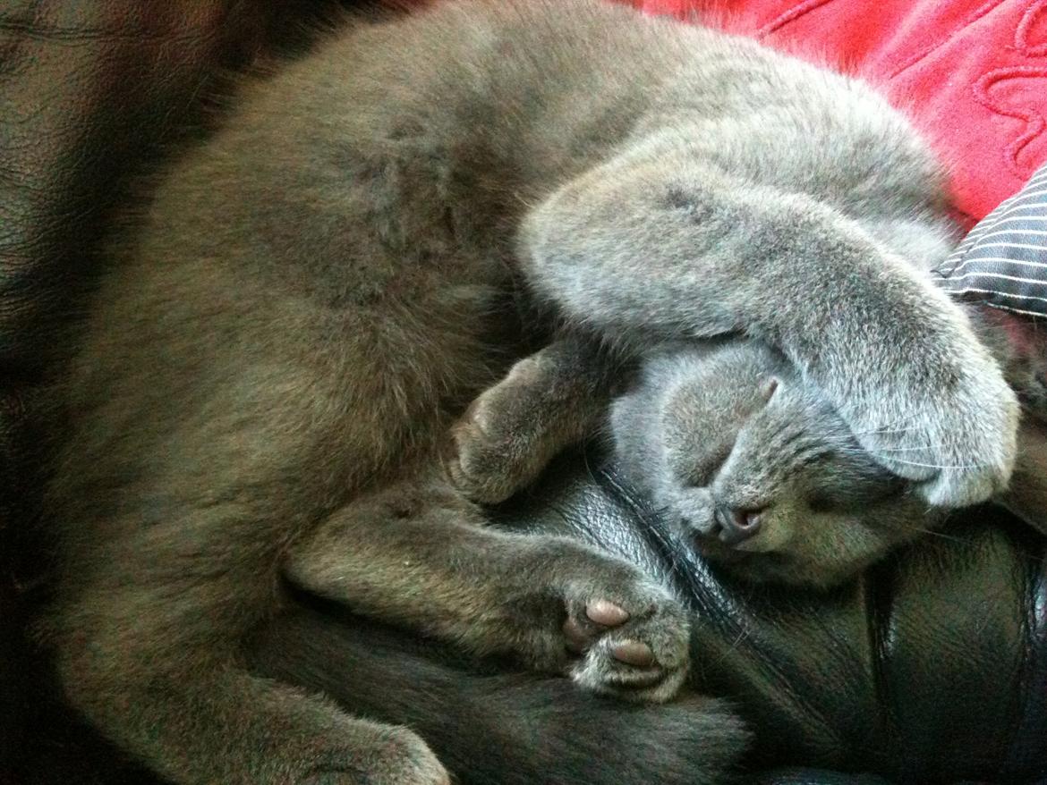 Huskat Kahlua billede 17