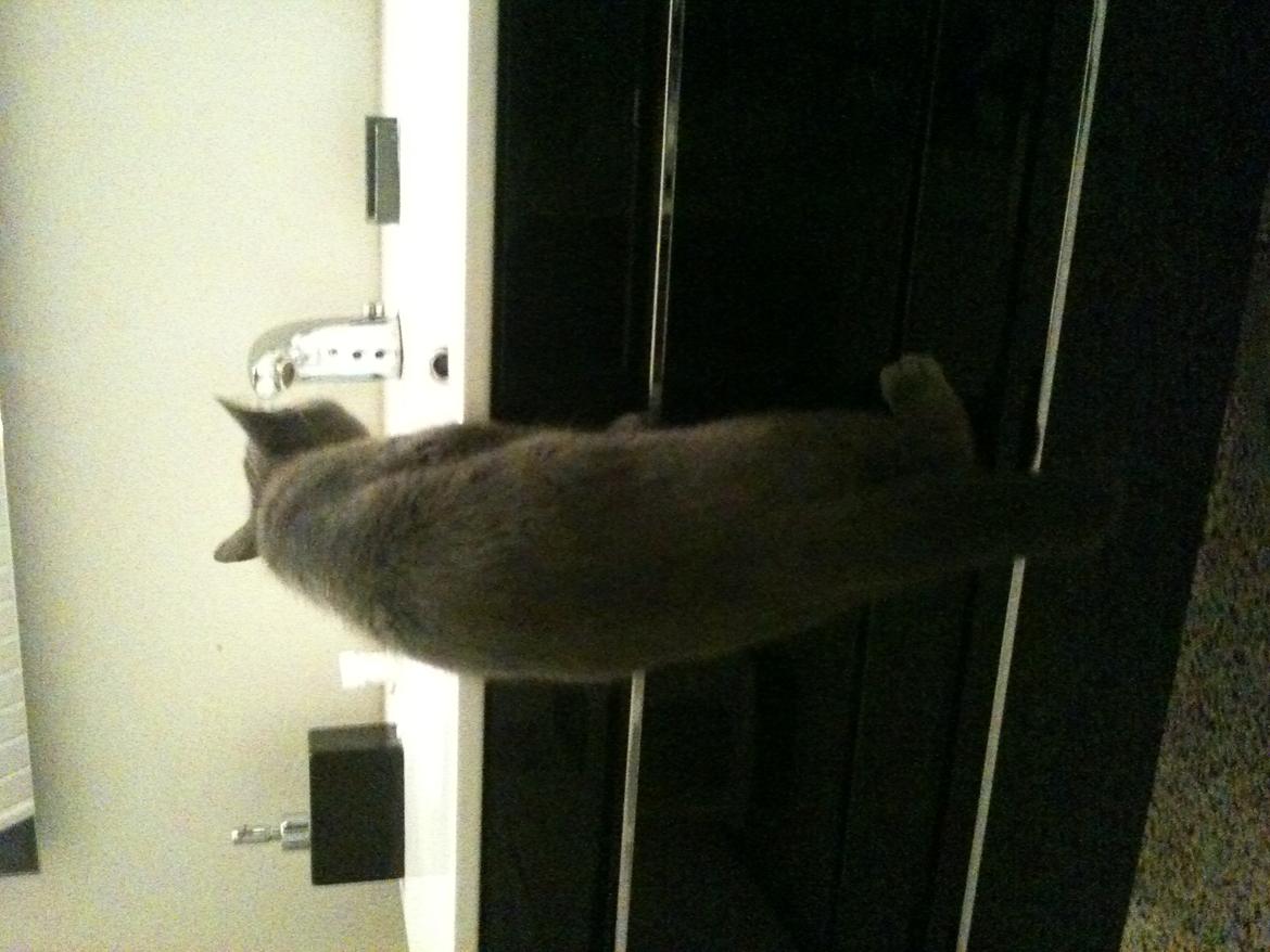 Huskat Kahlua - Da Kahlua opdagede at man kunne komme op og drikke vand af den automatiske vandhane :D billede 18