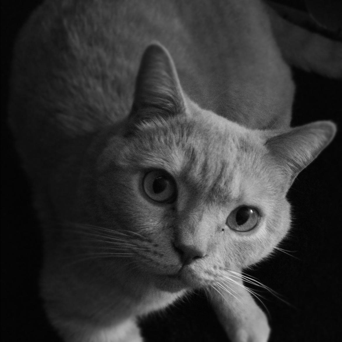 British Shorthair Leeza's Cream Chico (Tico) billede 6