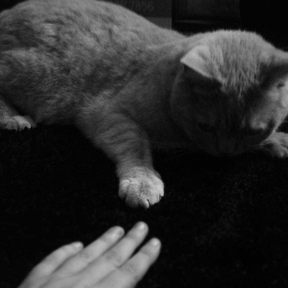 British Shorthair Leeza's Cream Chico (Tico) billede 7