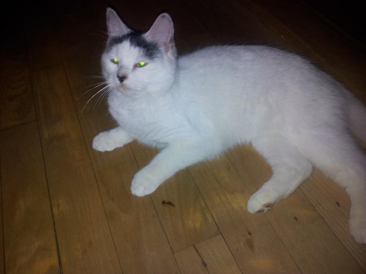 Blanding af racer Klitty billede 4