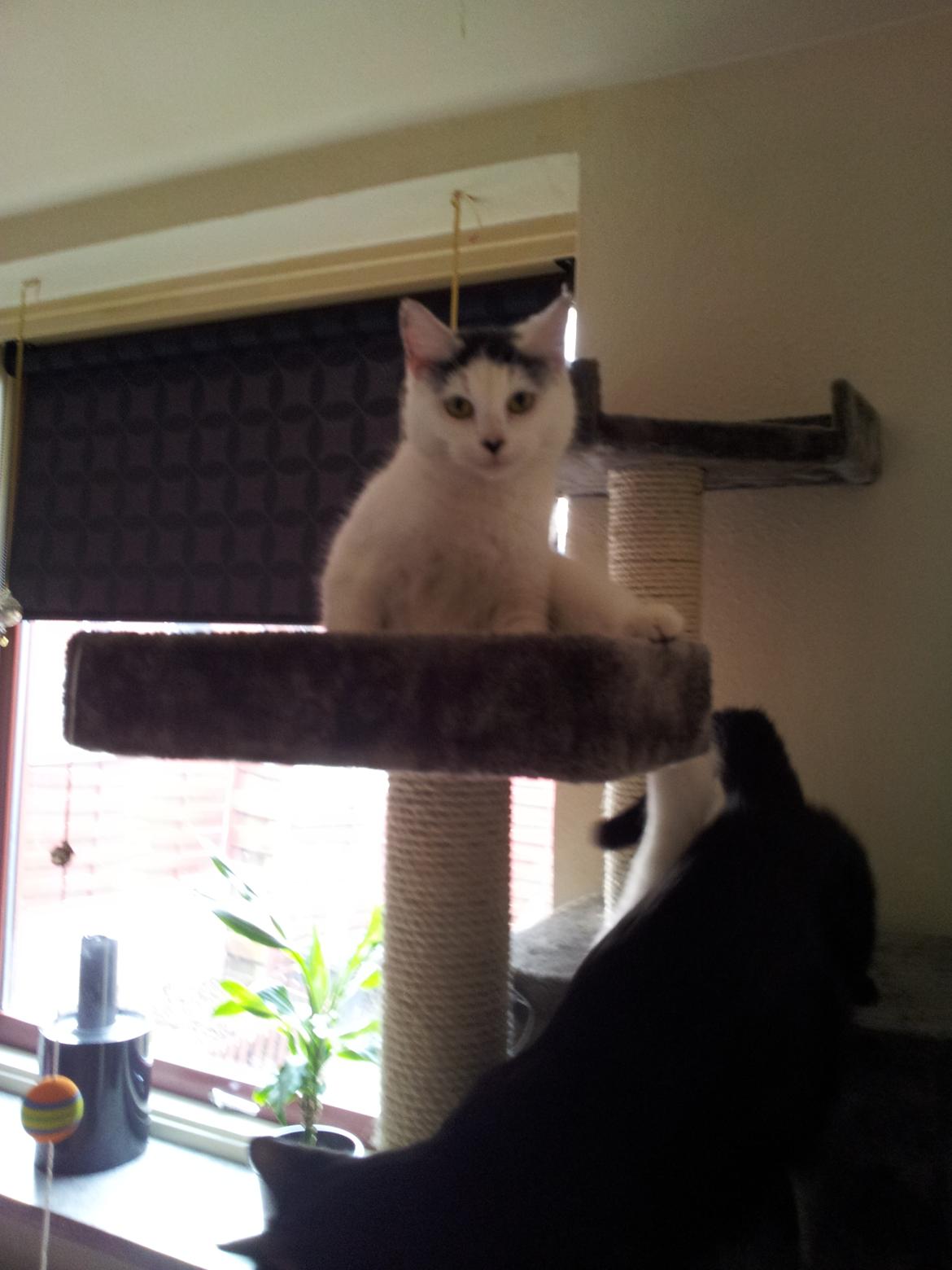 Blanding af racer Klitty billede 9