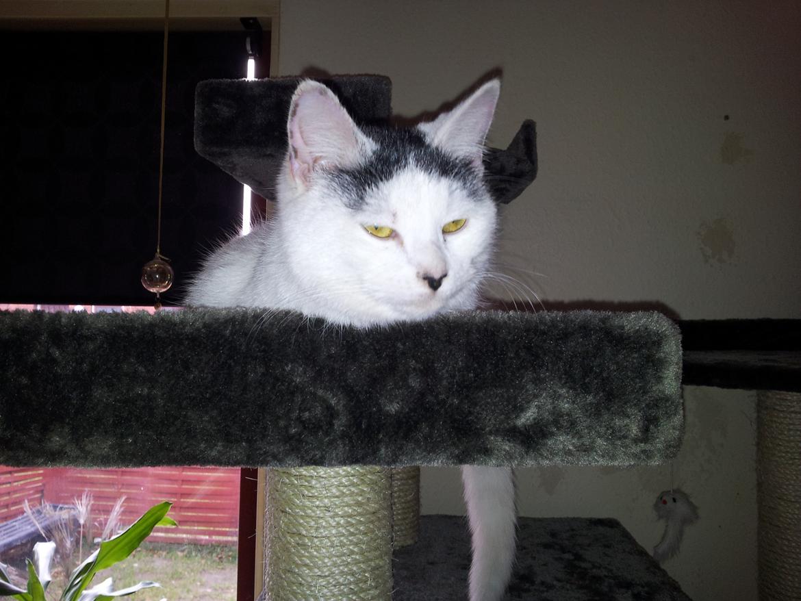 Blanding af racer Klitty billede 10