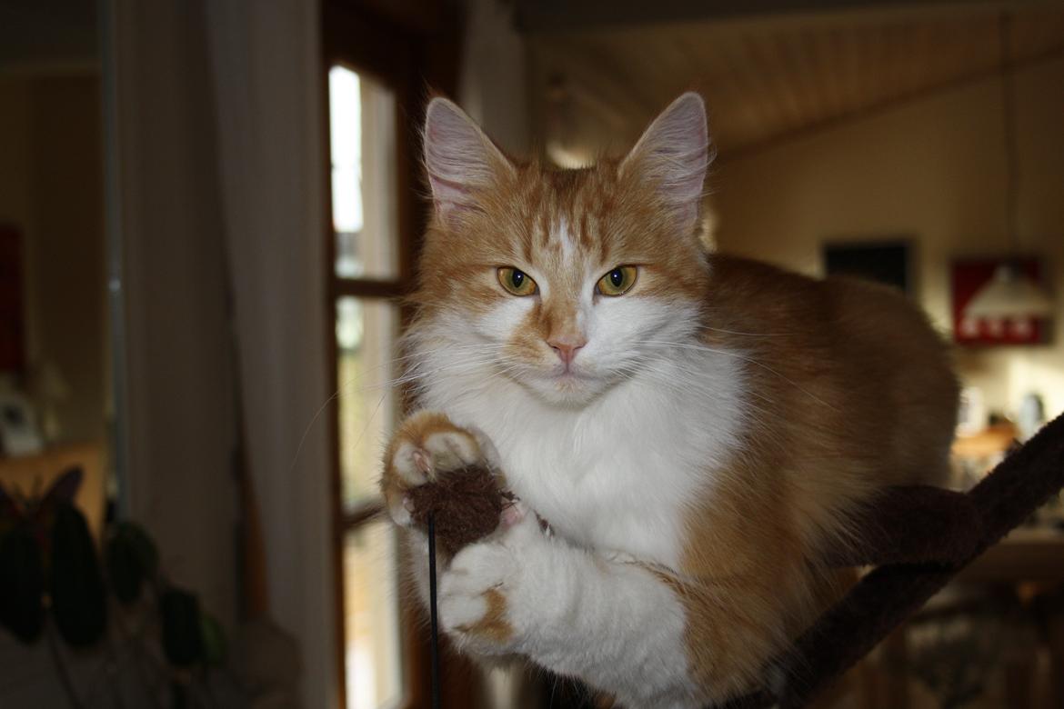 Blanding af racer Mississippi *har født* (Karolines) billede 1