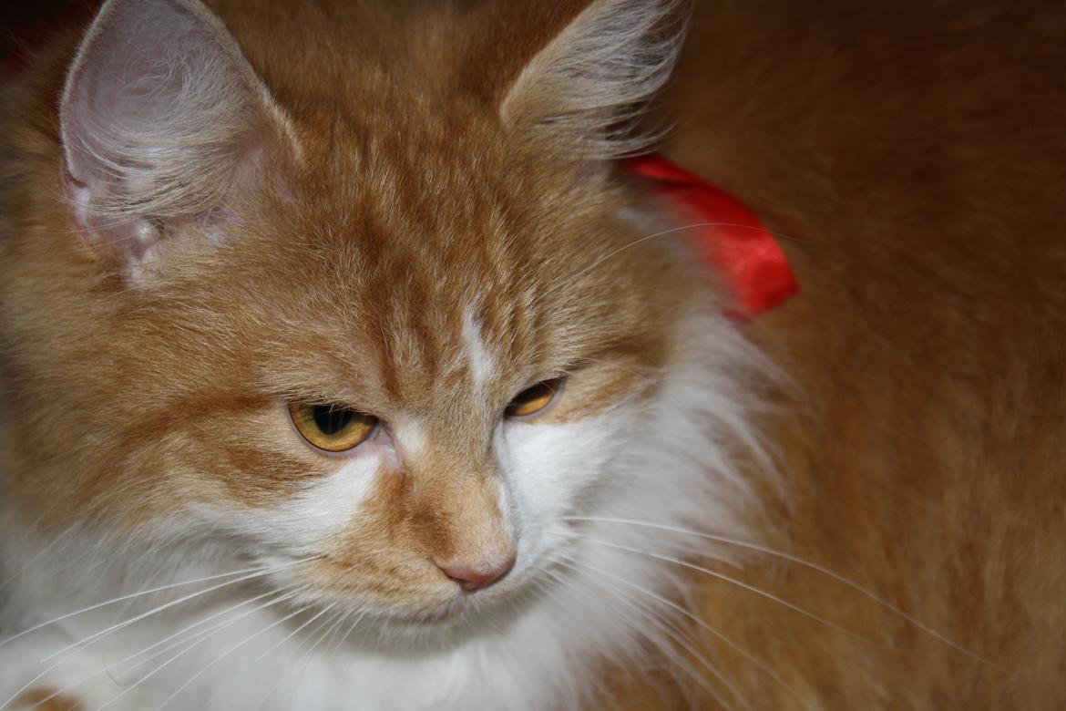 Blanding af racer Mississippi *har født* (Karolines) billede 2