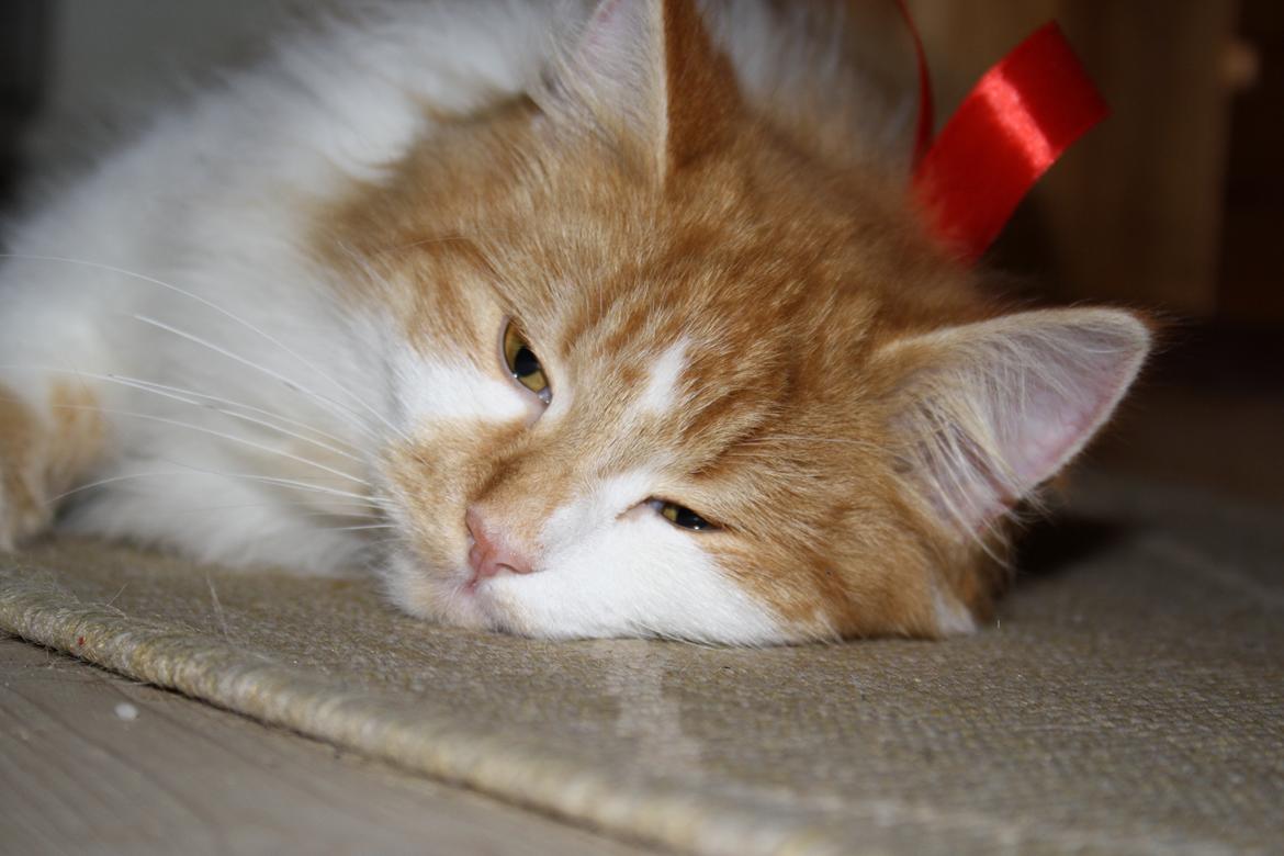 Blanding af racer Mississippi *har født* (Karolines) billede 3