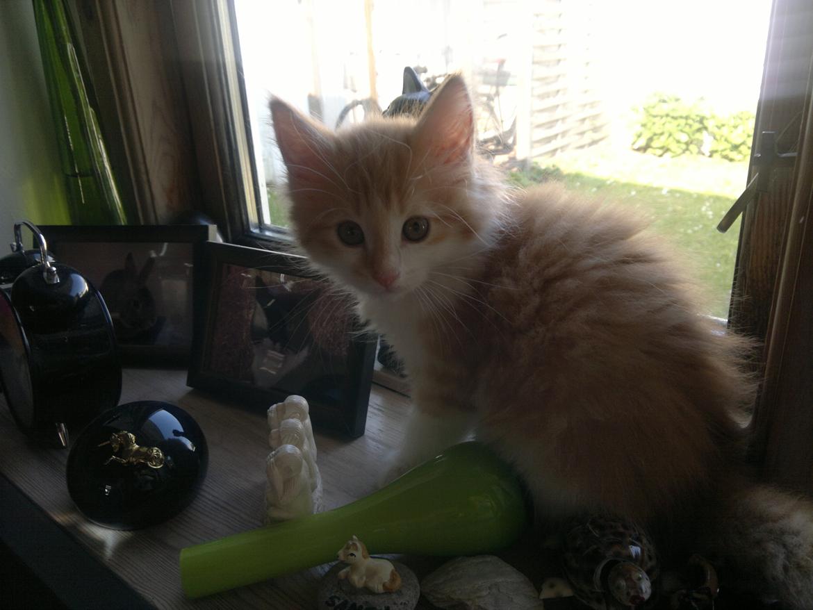 Blanding af racer Mississippi *har født* (Karolines) - Mig? Jeg har da ikke gjort noget?:o billede 4