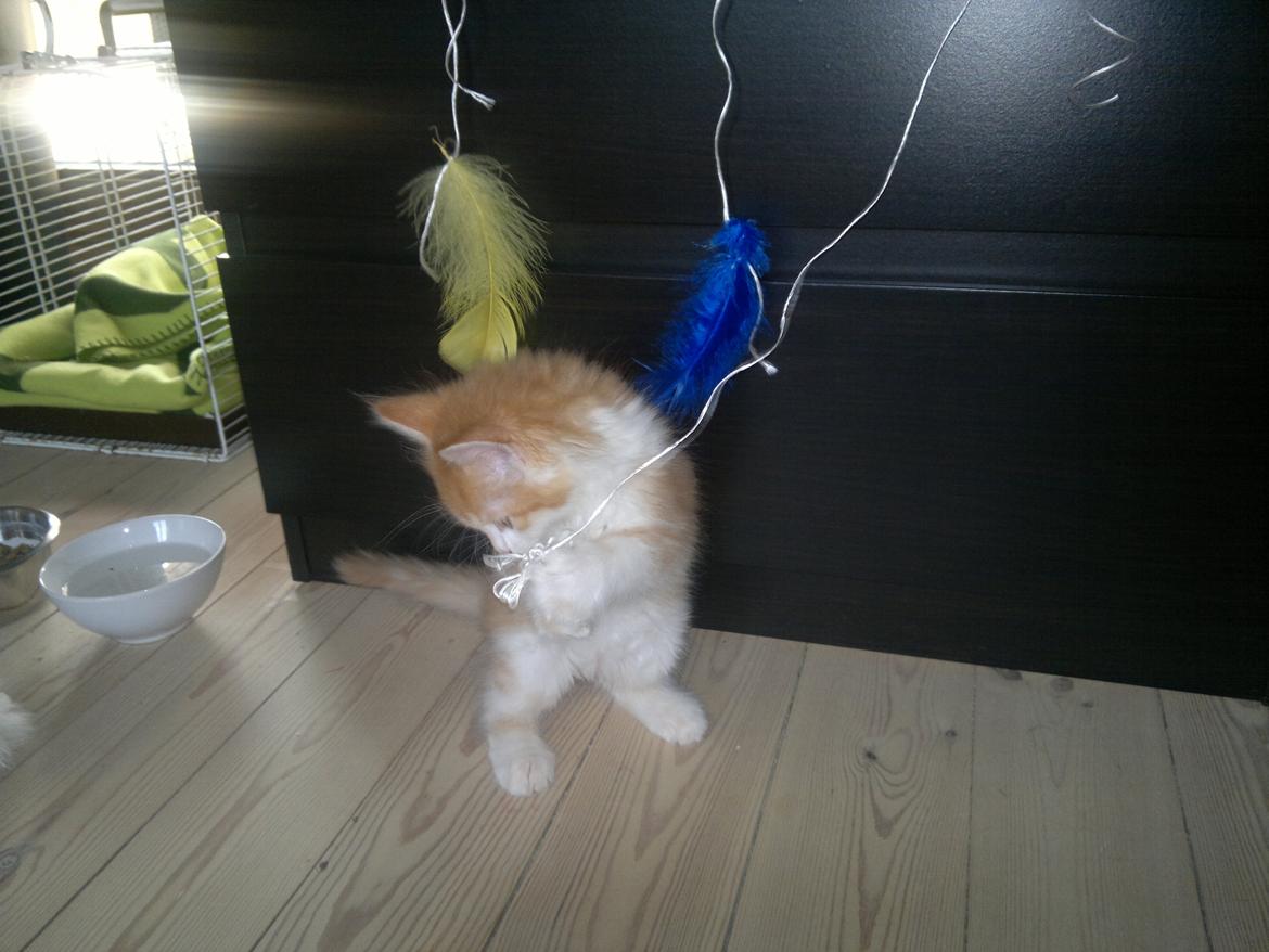 Blanding af racer Mississippi *har født* (Karolines) billede 5