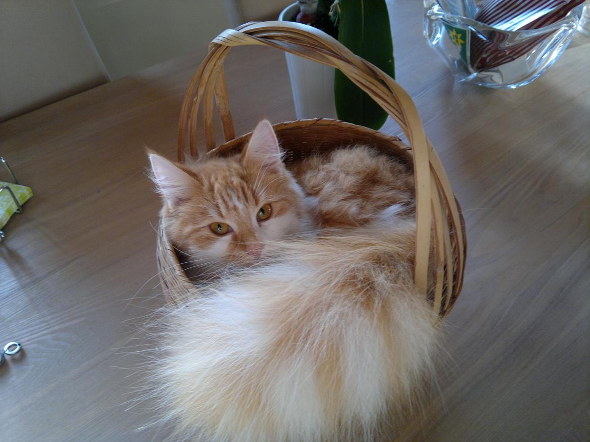 Blanding af racer Mississippi *har født* (Karolines) billede 6