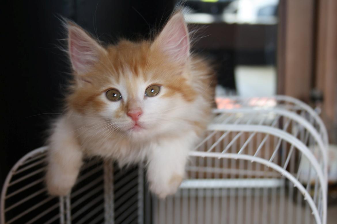 Blanding af racer Mississippi *har født* (Karolines) billede 7