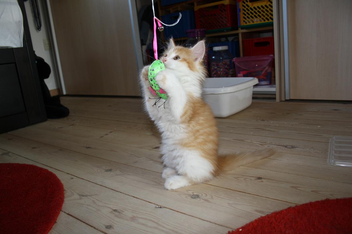 Blanding af racer Mississippi *har født* (Karolines) billede 8