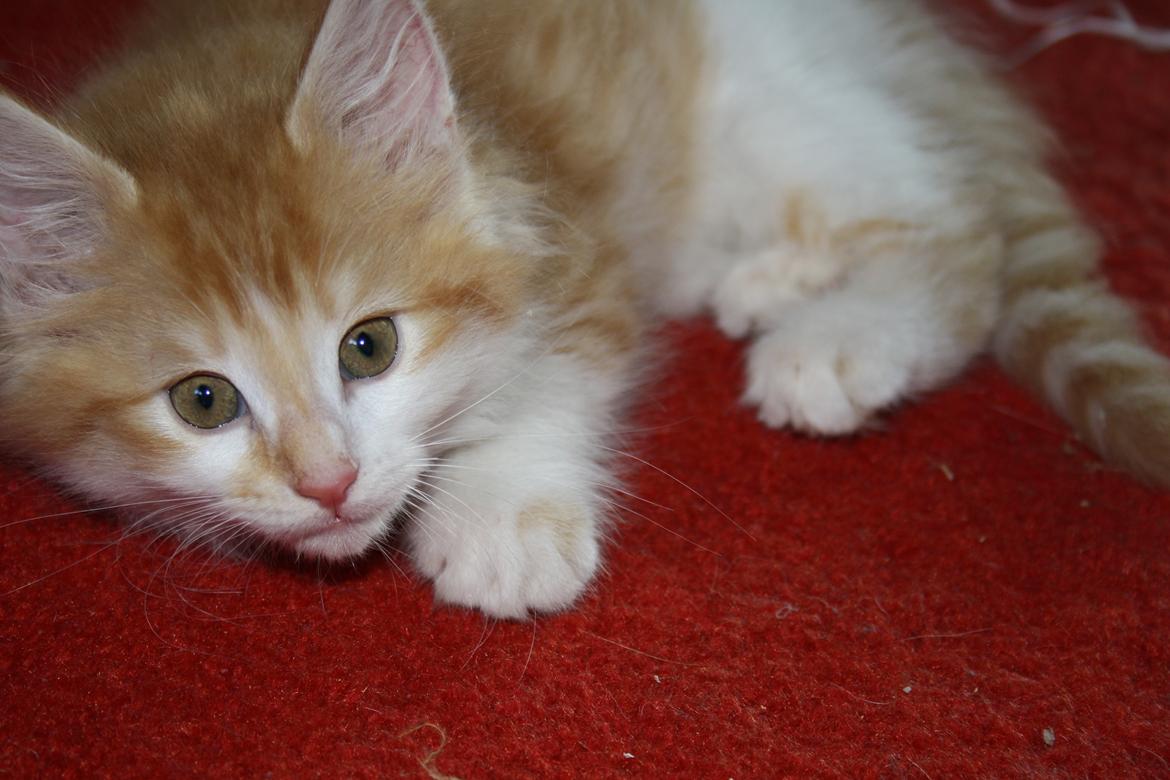 Blanding af racer Mississippi *har født* (Karolines) billede 9