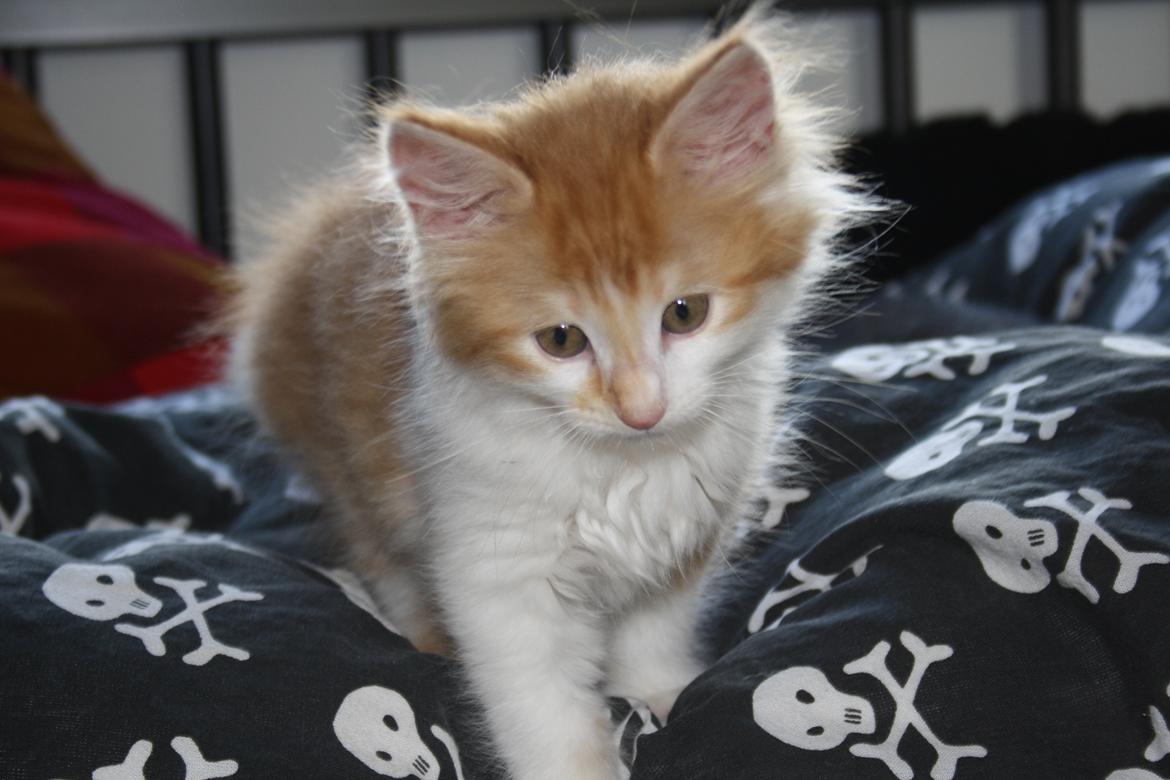 Blanding af racer Mississippi *har født* (Karolines) billede 10