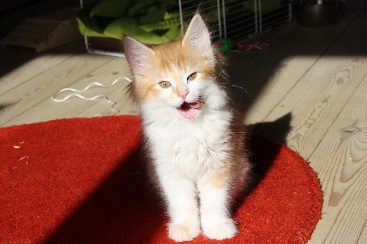 Blanding af racer Mississippi *har født* (Karolines) billede 11