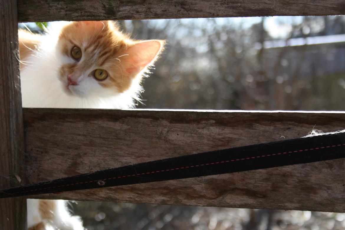 Blanding af racer Mississippi *har født* (Karolines) billede 12